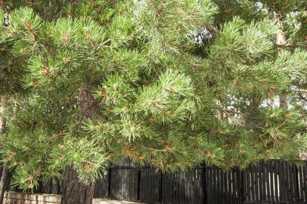 Affordable Tree Trimming Cedar Park Solutions You Can Trust